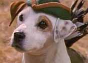 Wishbone